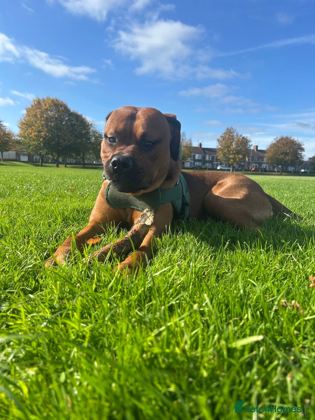 Mixed Breed dogs for sale: ❤️Loving Home Wanted for our Beloved Diego❤️ - Image 3