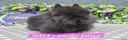 Lionhead rabbits for sale: Gorgeous purebred lionheads ready now  - Advert 4