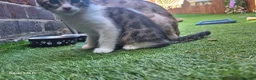 Bengal cats for sale: Half bengal kittens  - Advert 4