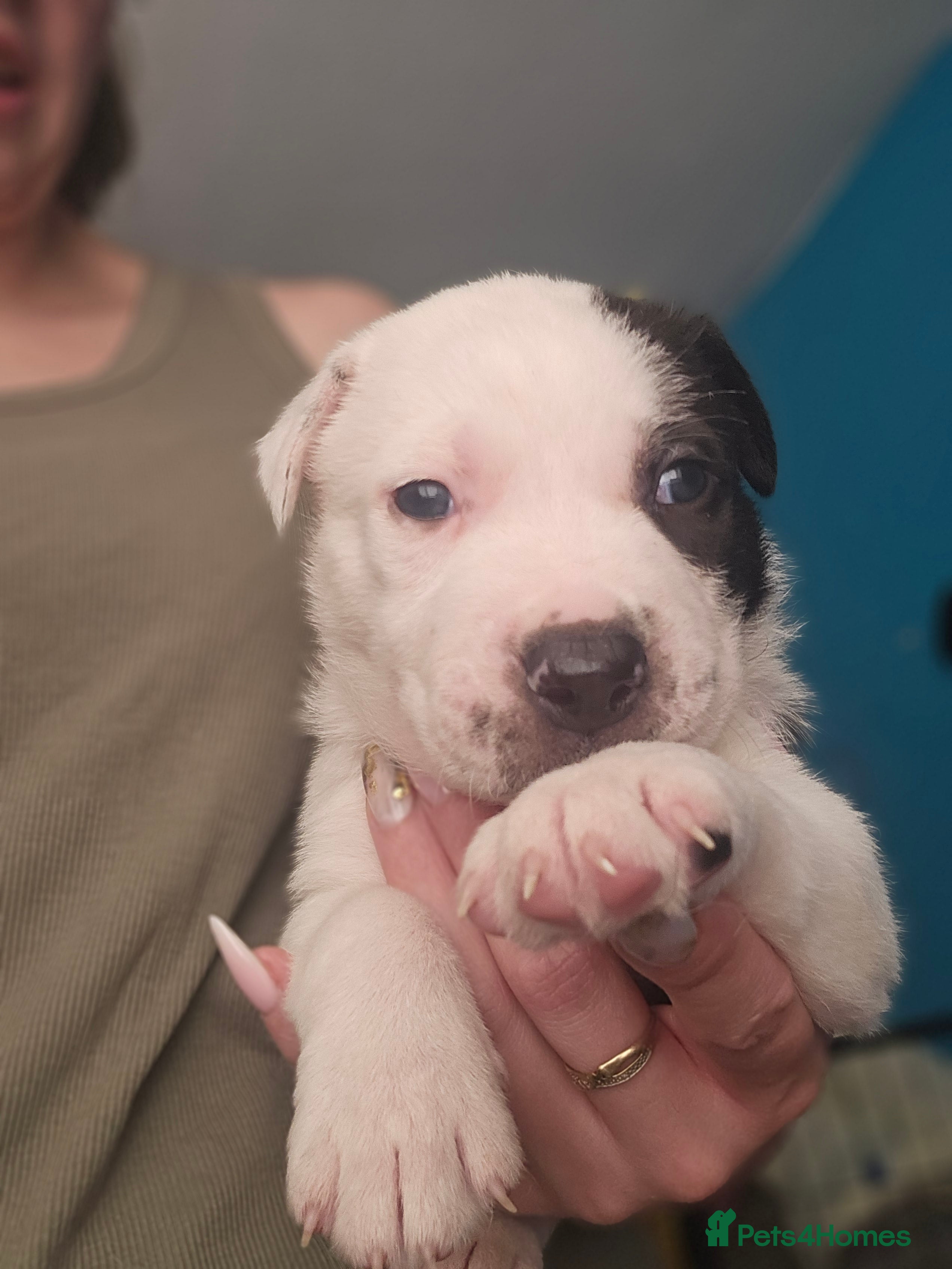 Mixed Breed dogs 6 puppies - Advert 2