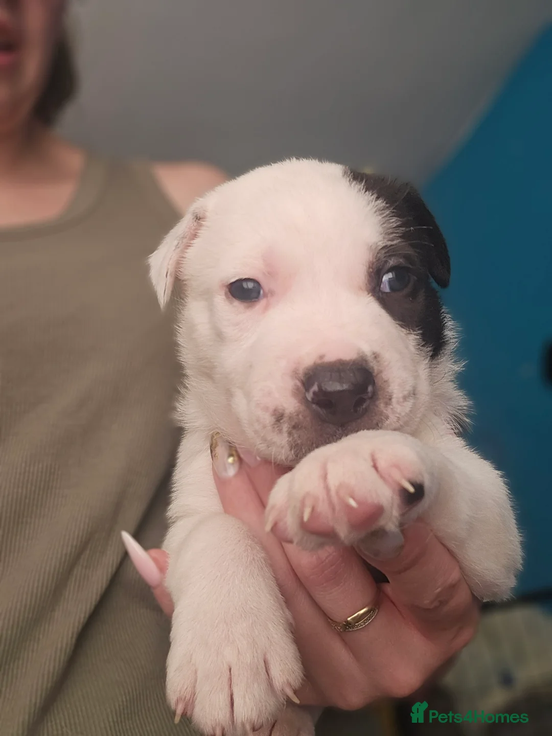 Mixed Breed dogs for sale: 6 puppies - Advert 2
