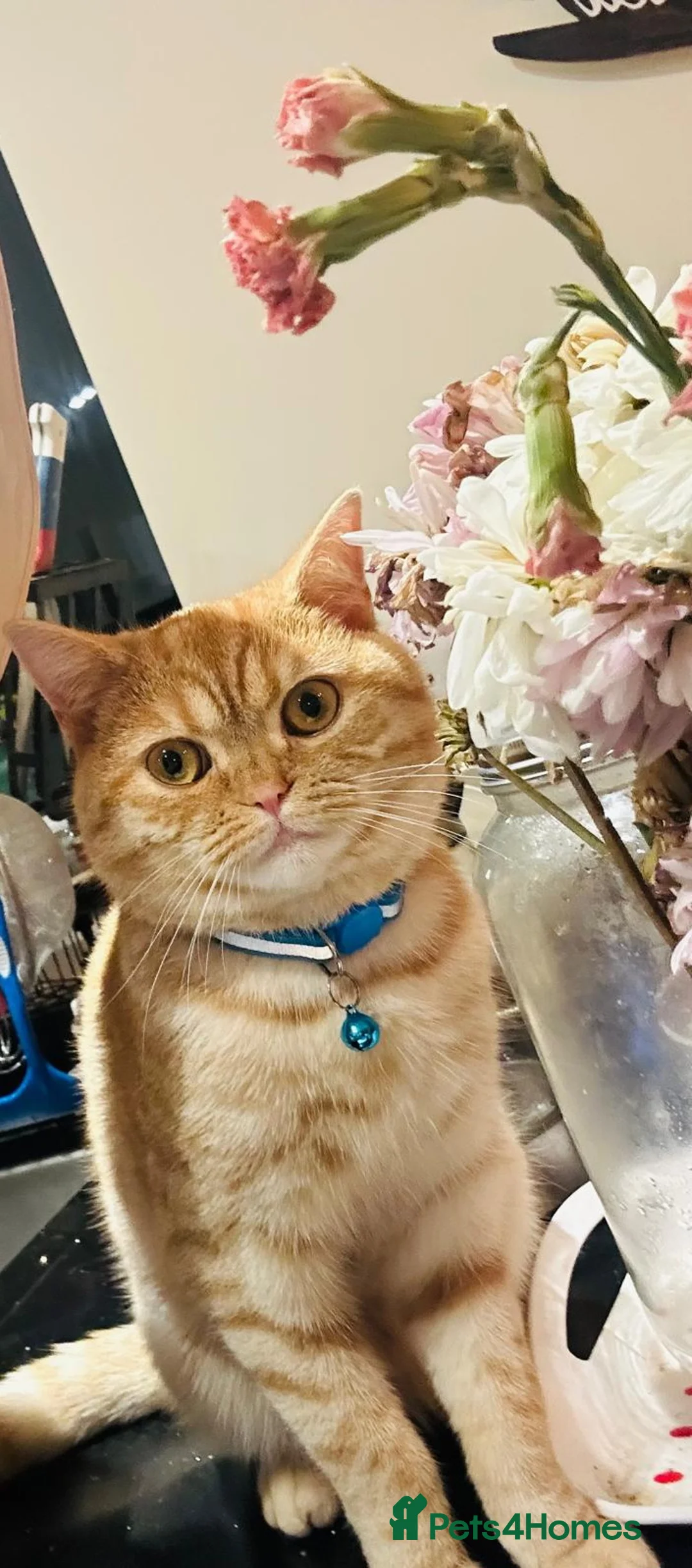 Mixed Breed cats for stud: Stud: 16 m Male British Shorthair x Scottish Fold - Advert 8