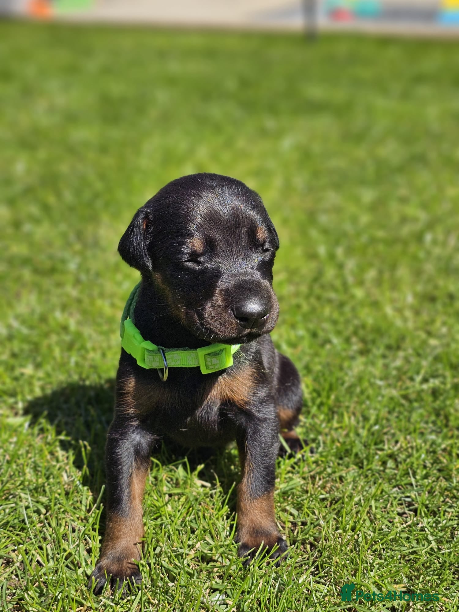 Dobermann dogs ☆☆ Doberman puppies Top class line ☆☆ - Advert 1