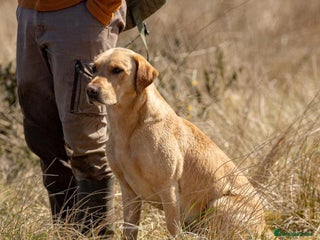 Labrador Retriever dogs in Kilmarnock - Advert 5