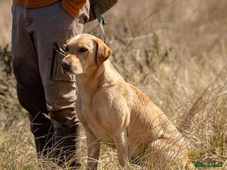 Labrador Retriever dogs LABRADOR STUD FTW SCARRABUS VANGUARD in Kilmarnock - Advert 9