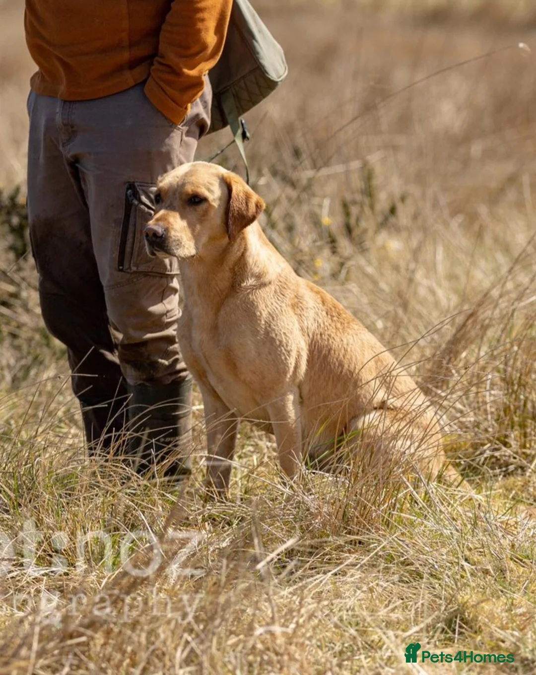 Labrador Retriever dogs for stud: LABRADOR STUD FTW SCARRABUS VANGUARD  in Kilmarnock - Advert 1