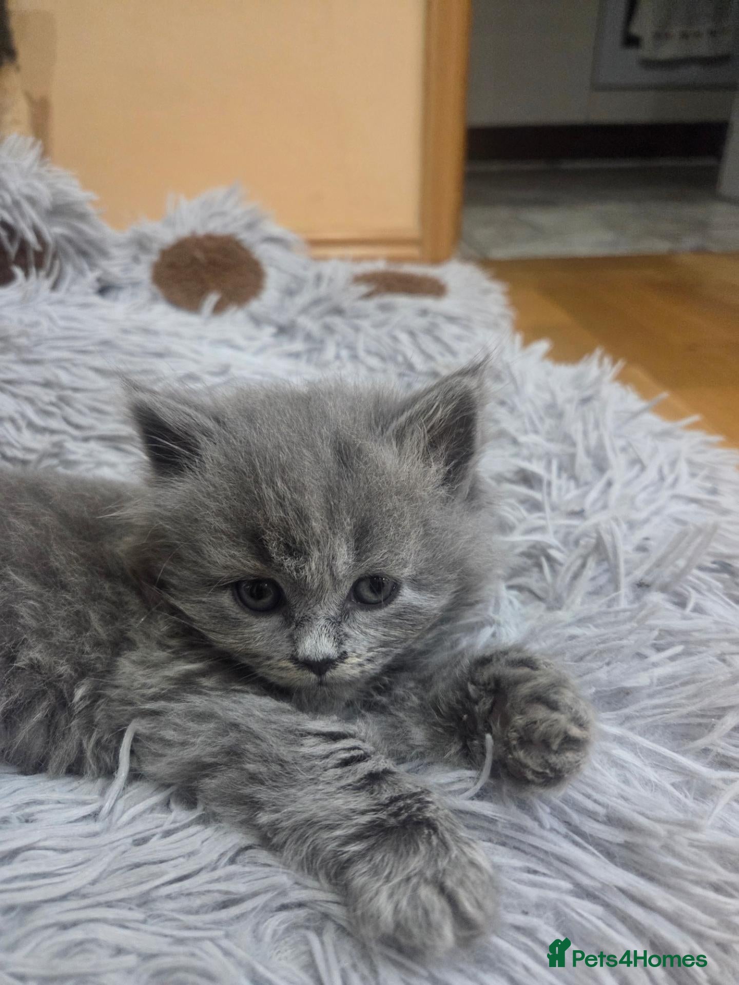 British Shorthair cats Kittens blue goy and girl - Advert 1