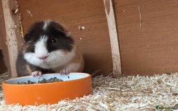 Guinea Pig rodents for sale: Teddy guinea pigs  - Image 15