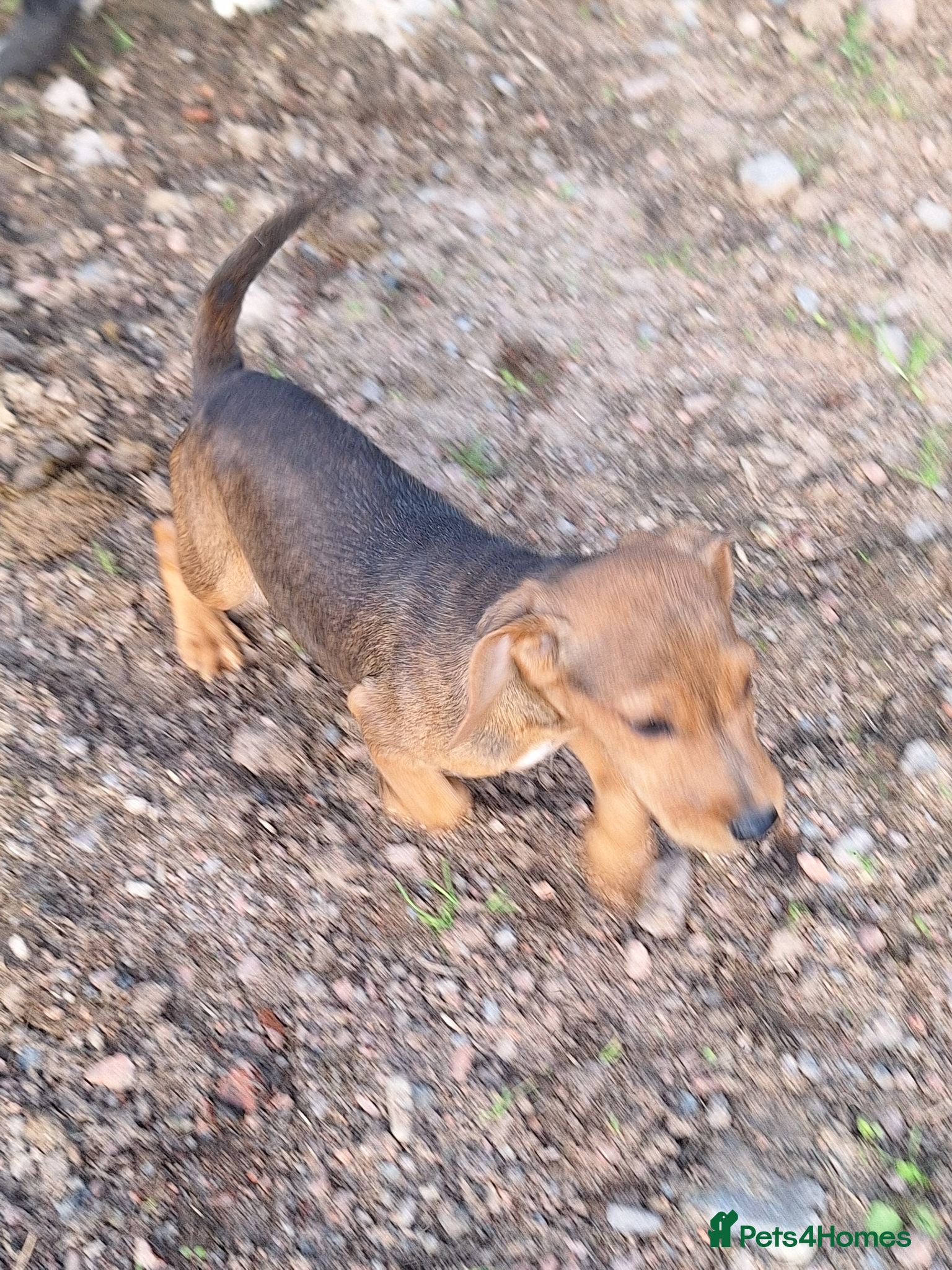 Mixed Breed dogs Cockerdale puppies looking for they new homes - Advert 1