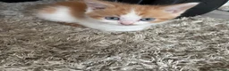Mixed Breed cats for sale: Beautiful baby kittens  - Advert 4