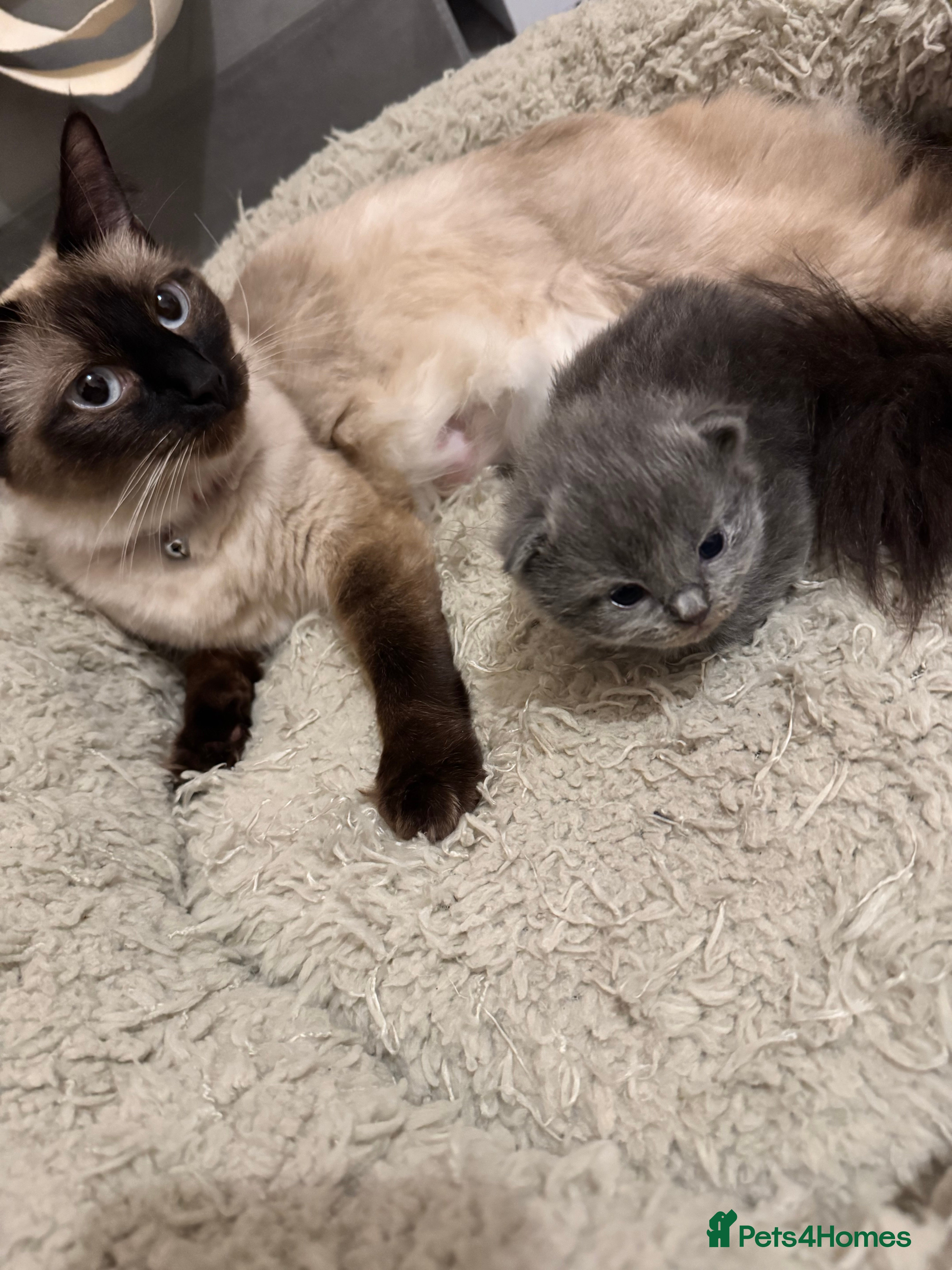 British Shorthair cats A cute kitten, mother a Ragdoll   - Advert 3