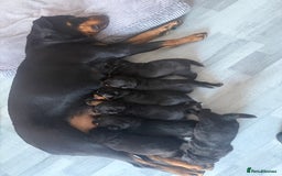 Rottweiler dogs for sale: 6 Rottweiler puppy’s  - Advert 8