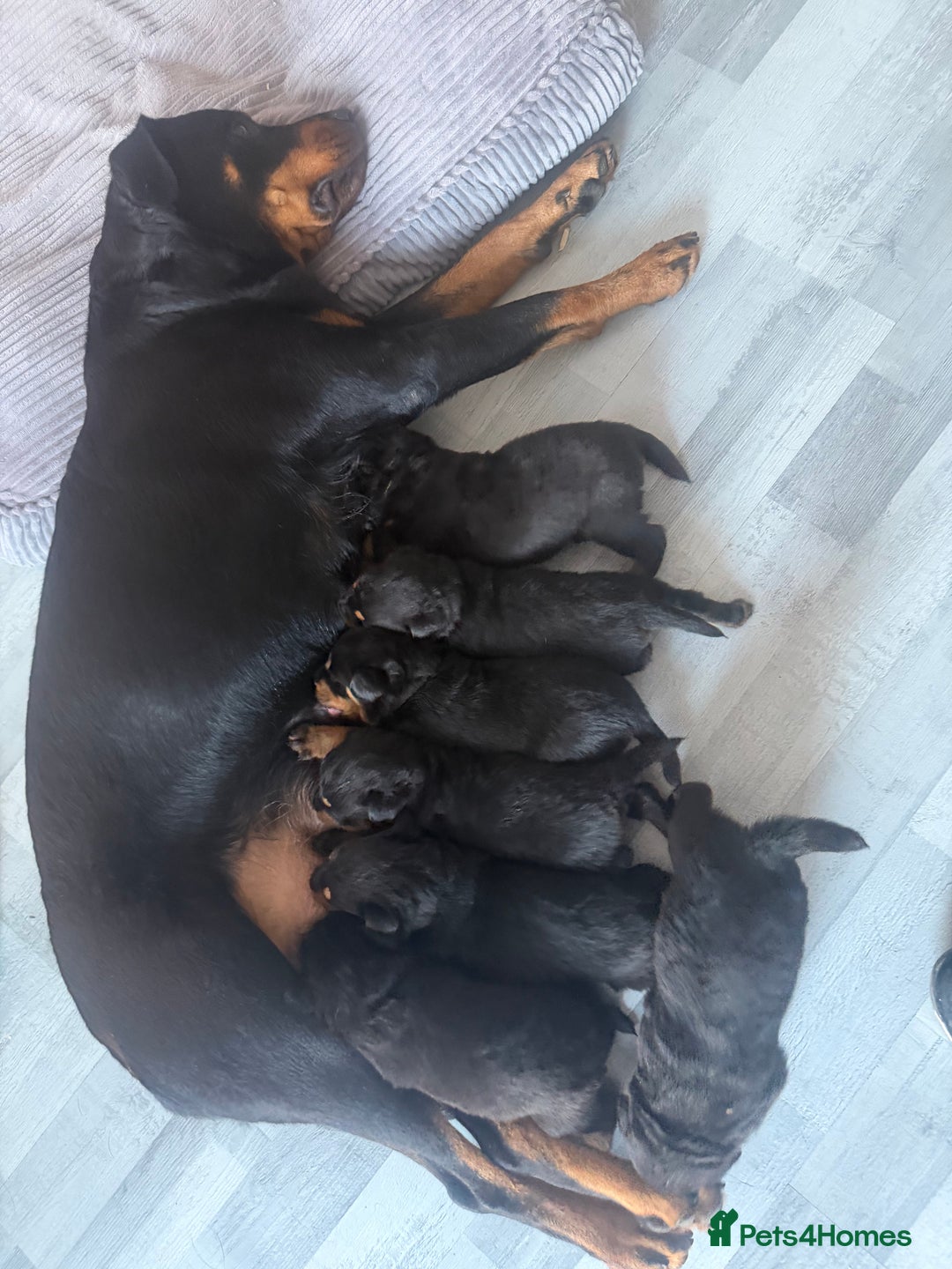 Rottweiler dogs for sale: 6 Rottweiler puppy’s  - Advert 8
