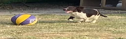 English Springer Spaniel dogs for sale: Stunning springer spaniel  - Advert 3