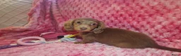 Miniature Dachshund dogs for sale: Miniture dachshund puppies  - Advert 11