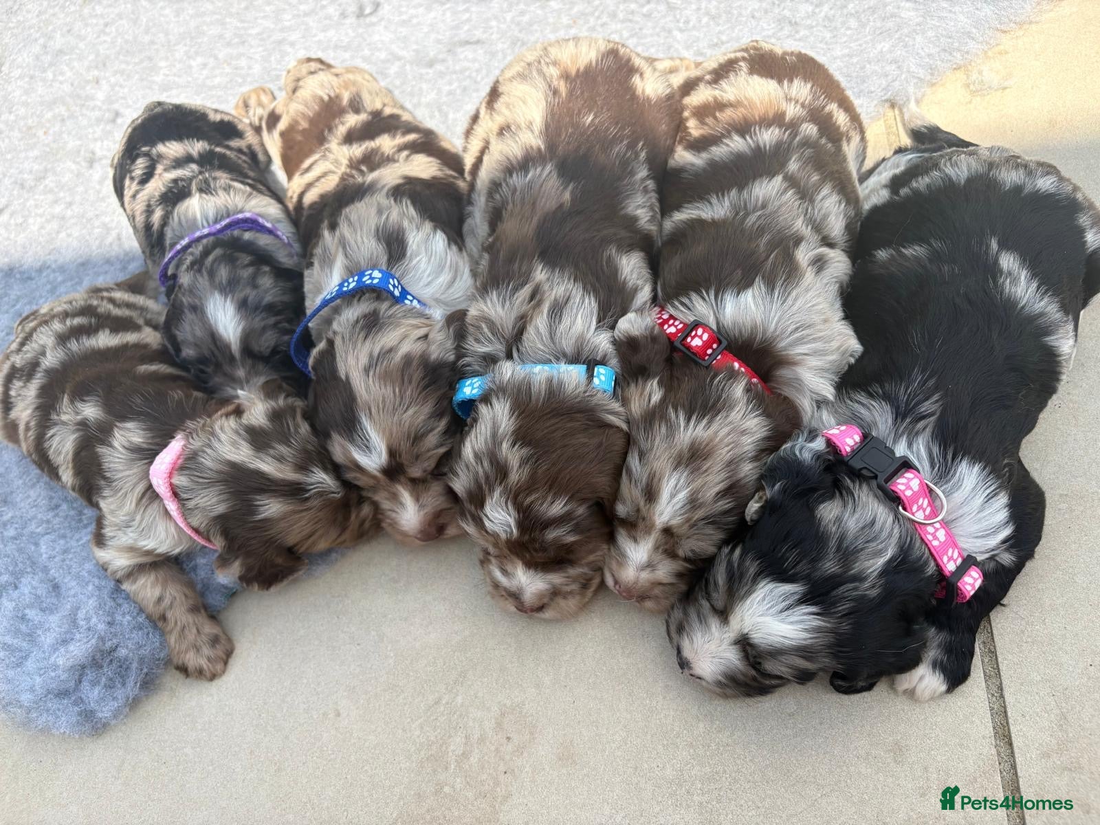 Sproodle dogs Gorgeous F1 Merle Sproodles  - Advert 1