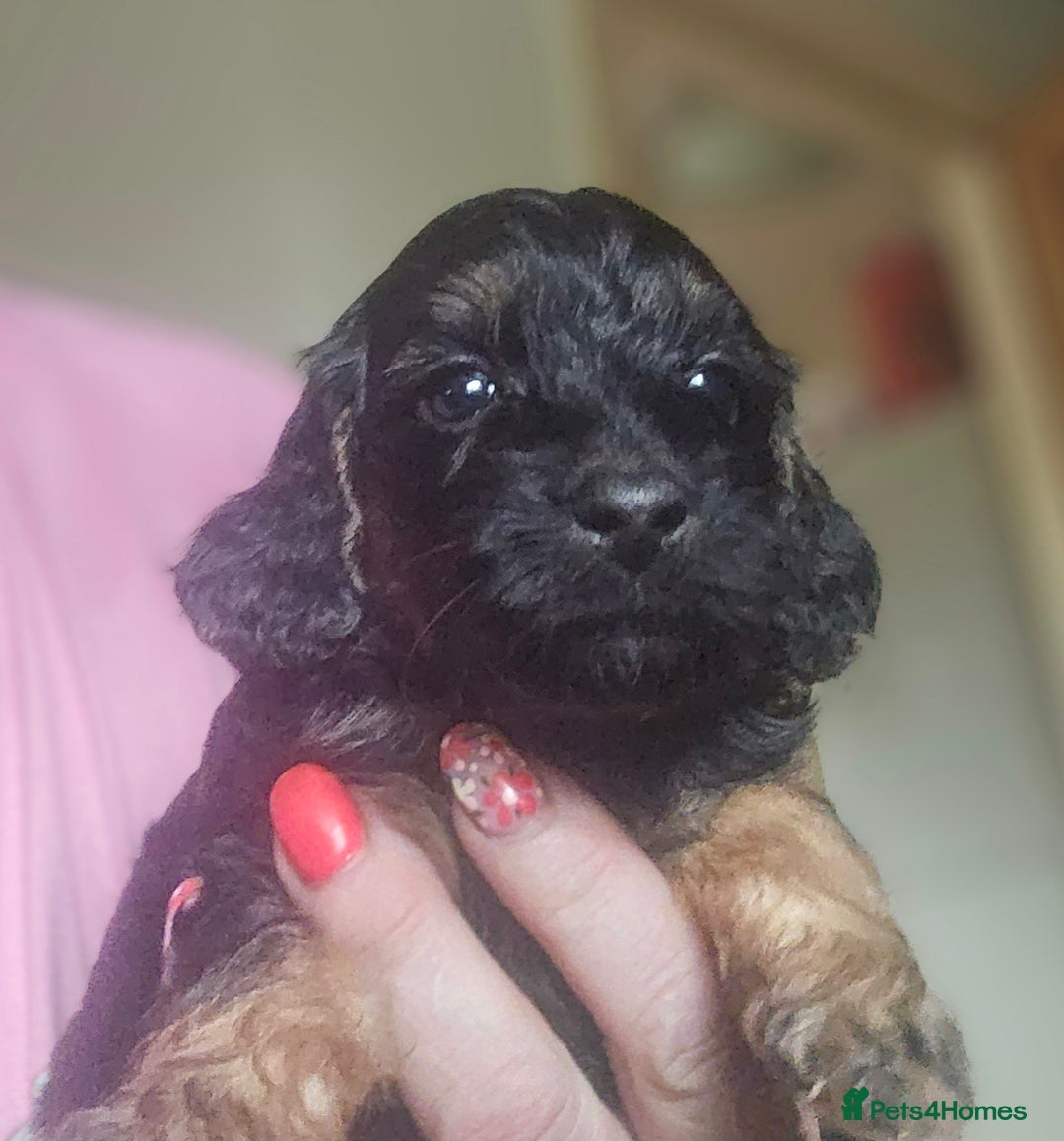 Cockapoo dogs for sale: The best cockapoos - Image 15