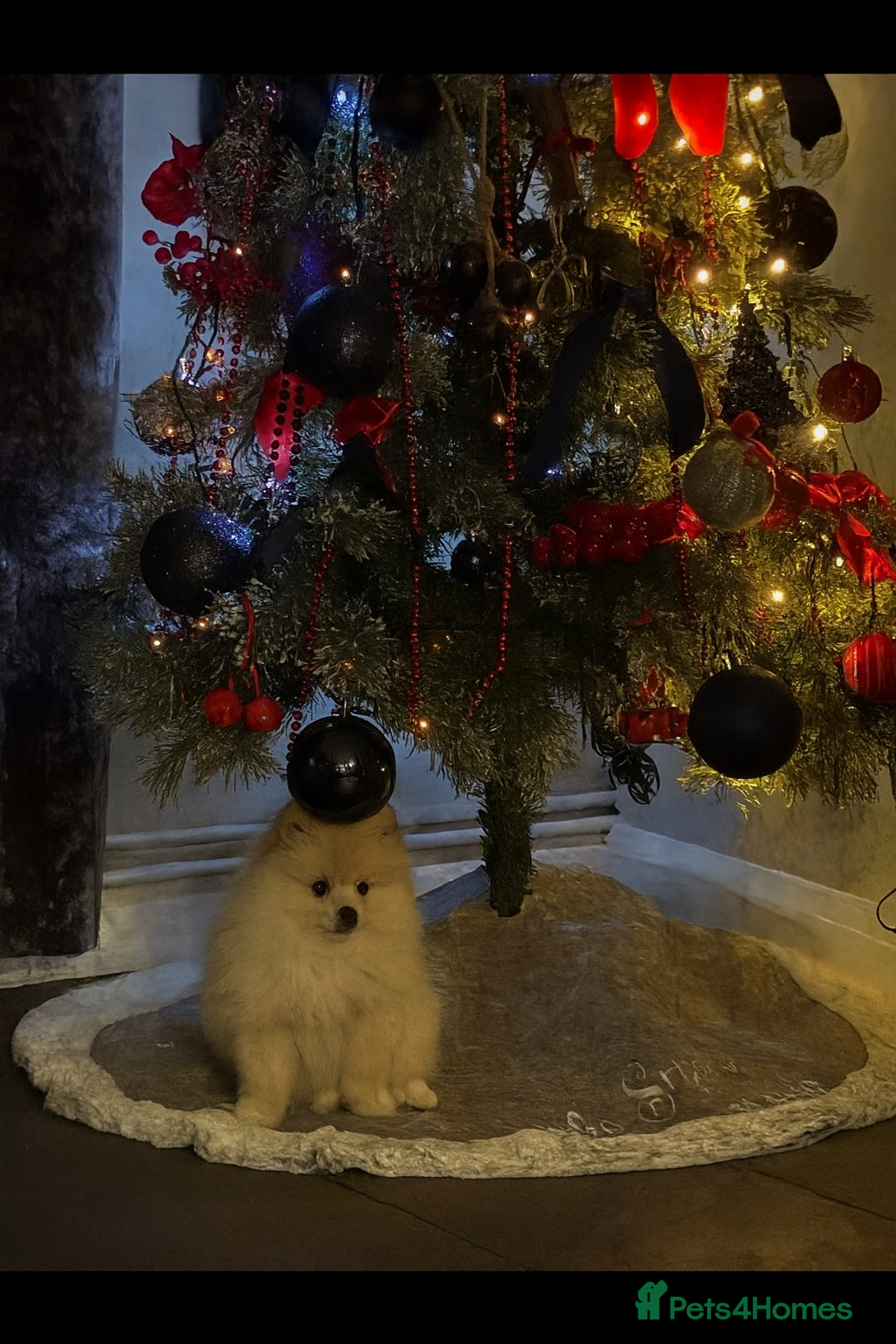 Pomeranian dogs 2 beautifully Pomeranians pups - Advert 17