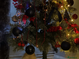 Pomeranian dogs 2 beautifully Pomeranians pups - Advert 11