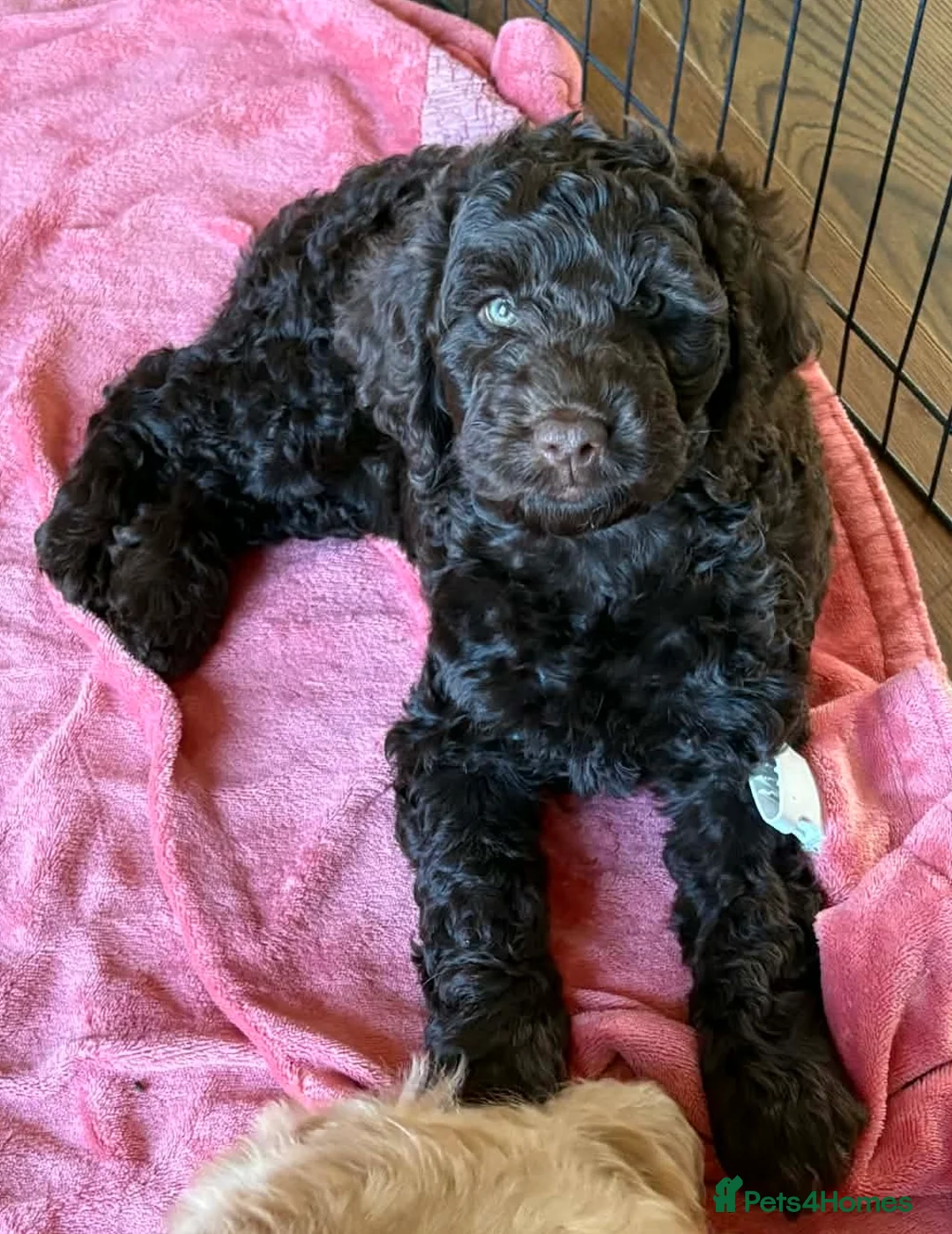 Cockapoo dogs for sale: 2 puppies left 2 tan boys - Advert 2
