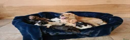 Labradoodle dogs for sale: Beautiful Miniature Labradoodle Puppies for Sale - Advert 3