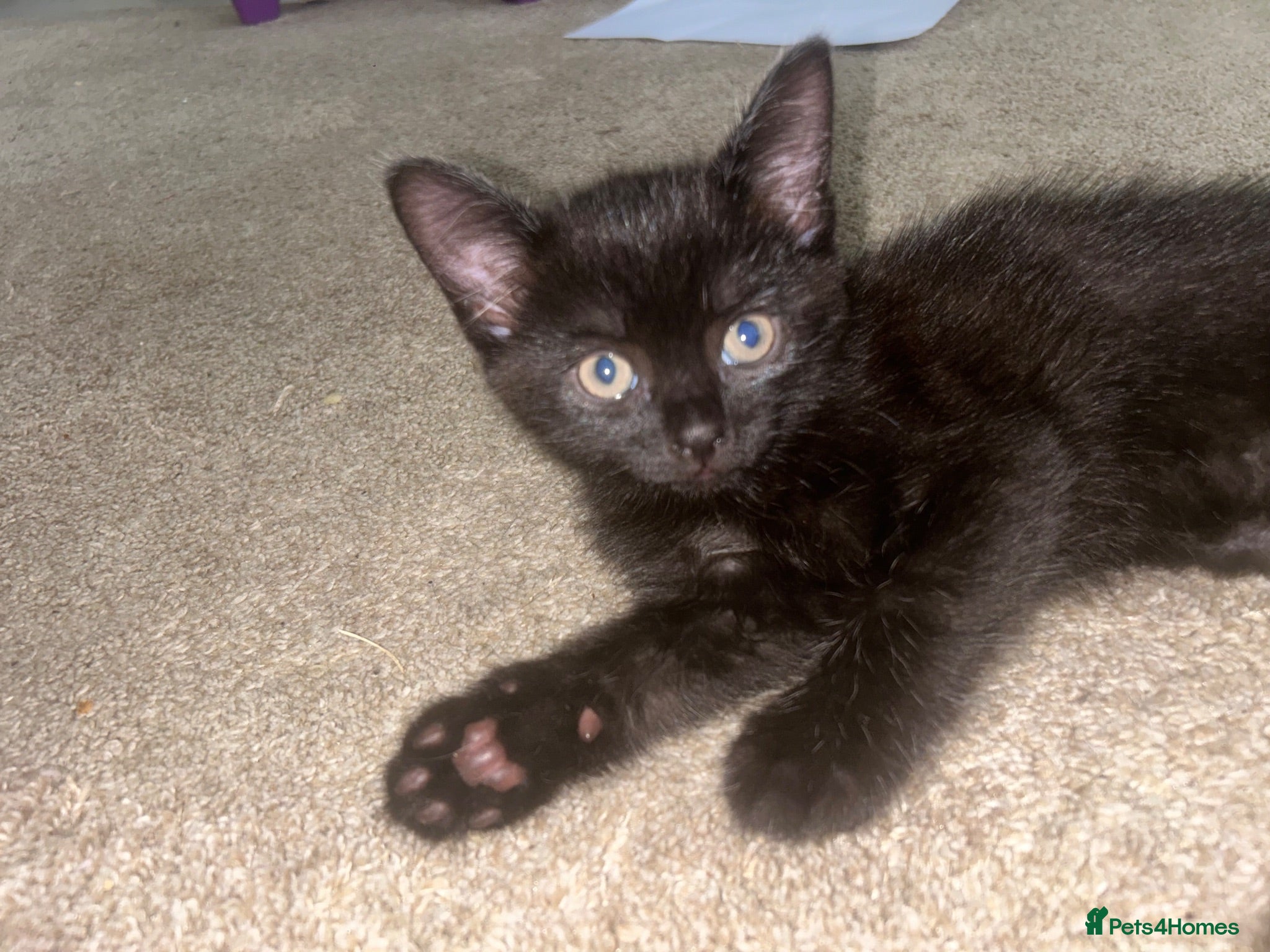 Mixed Breed cats Beautiful 7 week old boy kitten  - Advert 2