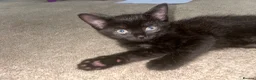 Mixed Breed cats for sale: Beautiful 7 week old boy kitten  - Advert 1