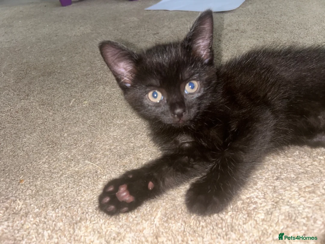 Mixed Breed cats for sale: Beautiful 7 week old boy kitten  - Advert 1