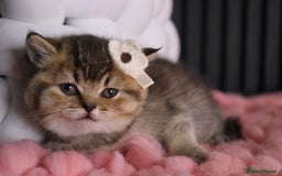 British Shorthair cats for sale: 💎 British Shorthair - GCCF 💎 - Image 6