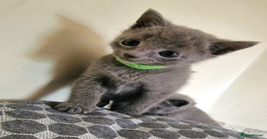 Russian Blue cats - Advert 10