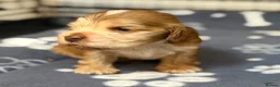 Cocker Spaniel dogs for sale: Show cocker spaniel pups extensively health tested - Advert 4