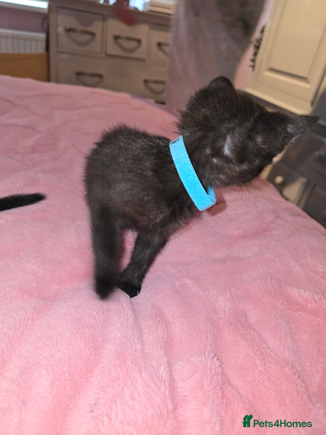 British Longhair cats for sale: Ready for their forever homes!! - Image 5