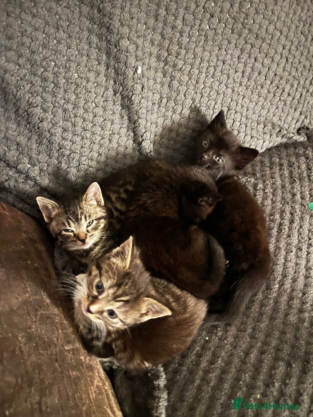 Mixed Breed cats for sale: Beautiful loving kittens - Advert 3