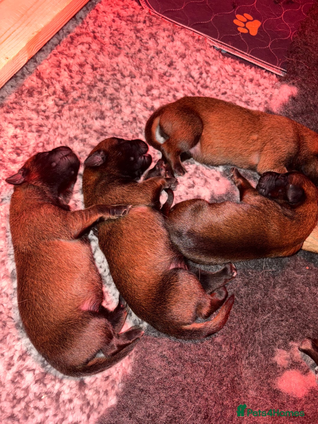 Belgian Shepherd Dog dogs for sale: Belgian Malinois Puppies - Advert 13