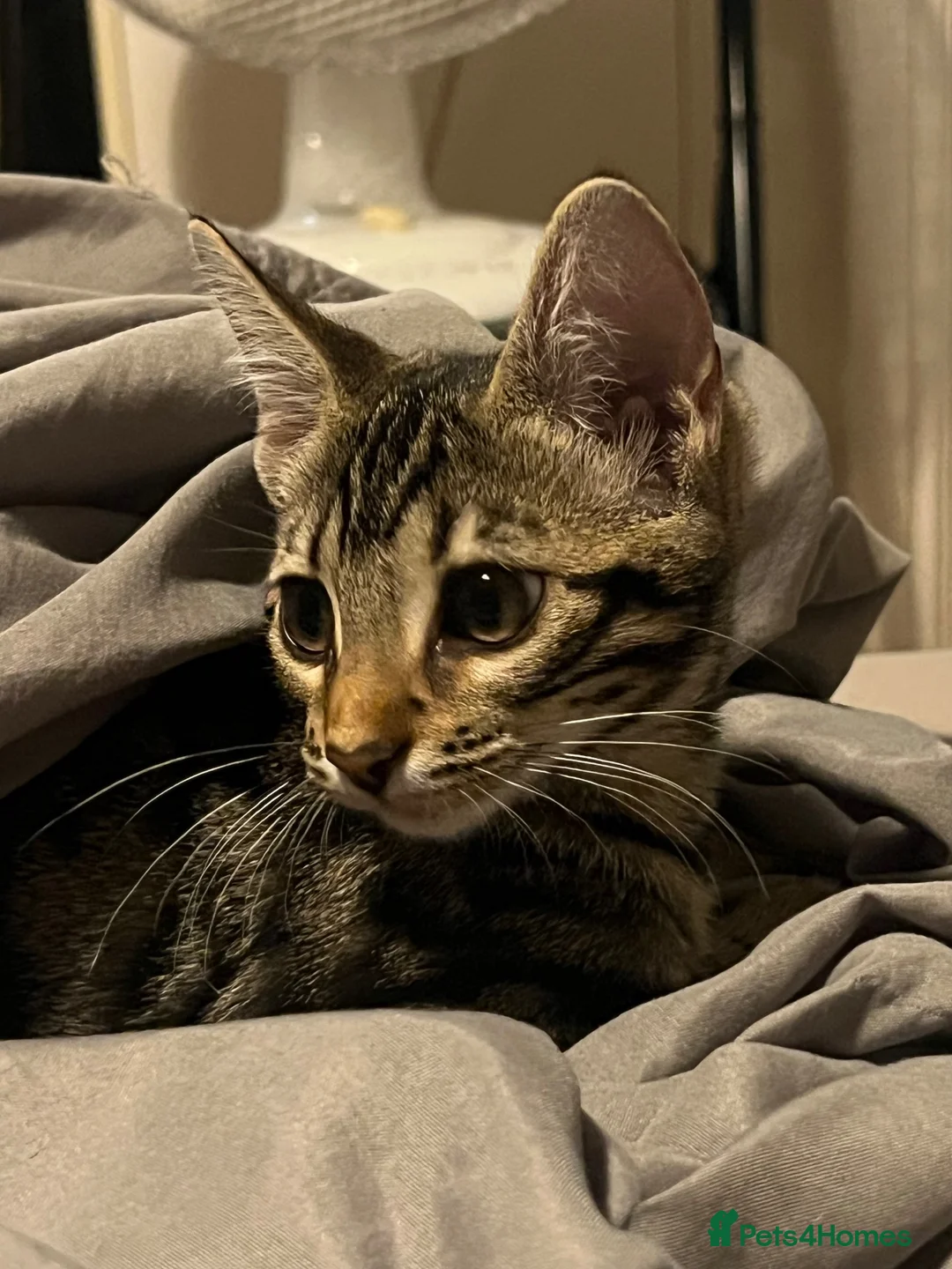 Bengal cats for sale: 4 month old Bengal - Advert 5
