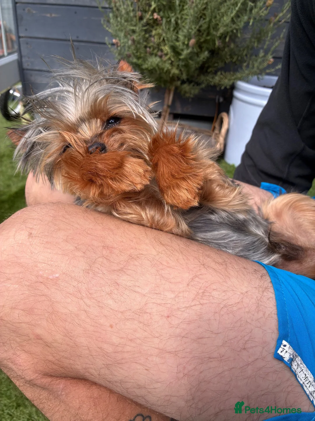 Yorkshire Terrier dogs for stud: Kc proven stud Yorkshire terrier  - Advert 1