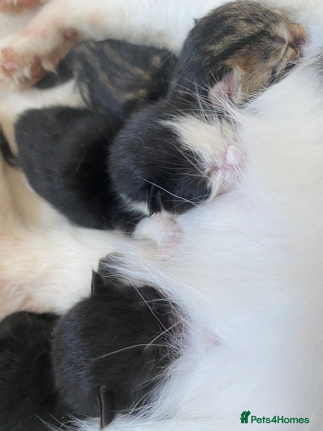 Ragdoll cats for sale: Kittens 💗 - Image 10