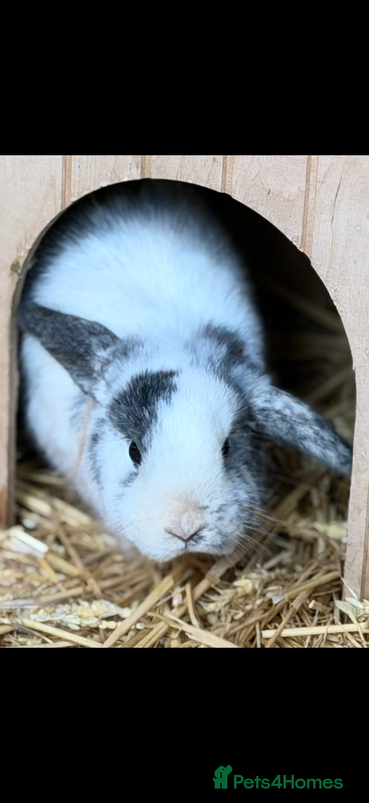 Mini Lop rabbits Bunnies available  - Advert 4