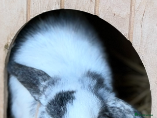 Mini Lop rabbits Bunnies available - Advert 1