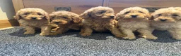 Labradoodle dogs for sale: Stunning miniature multigen labradoodle puppies - Advert 14