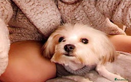Biewer Terrier dogs for sale: Biewer terrier puppies  - Image 2