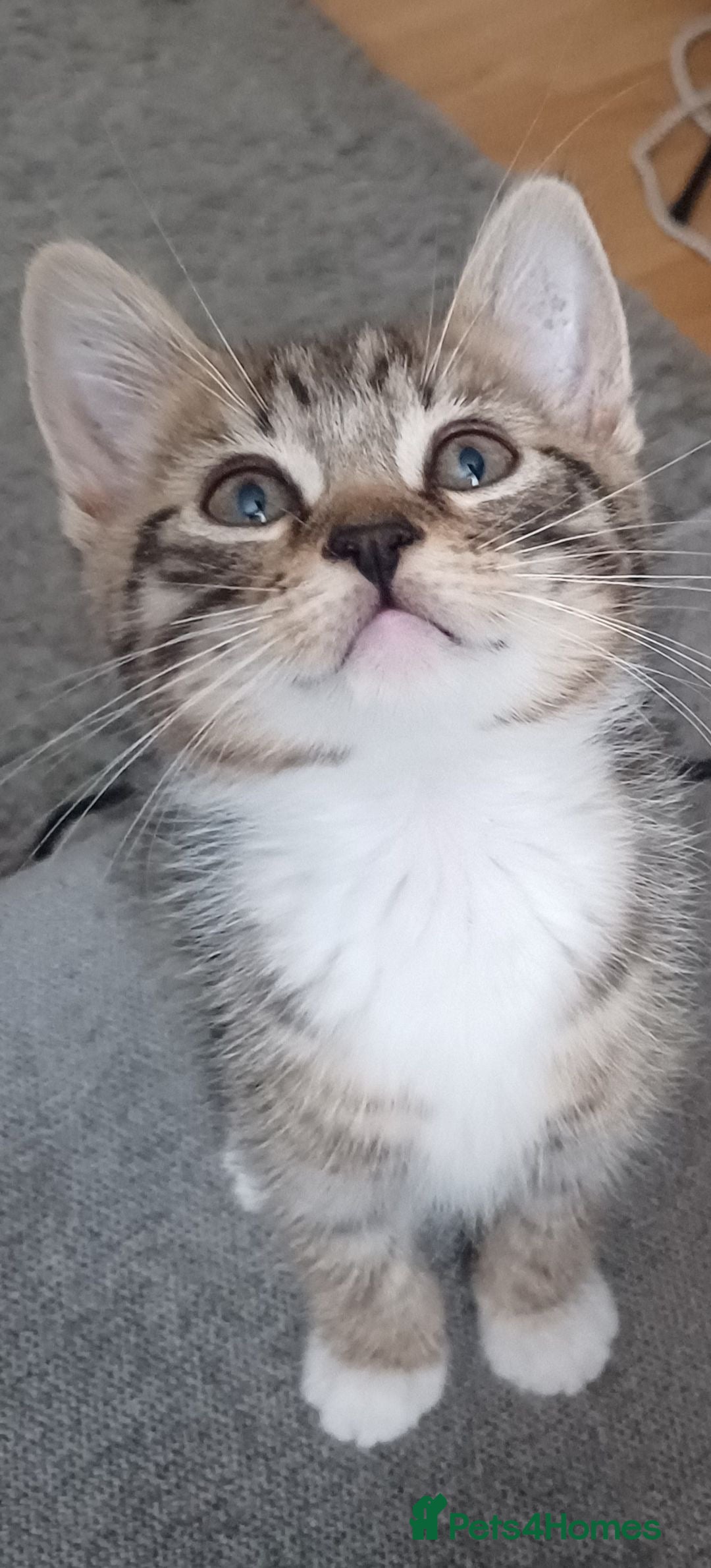 Mixed Breed cats for sale: Stunning kittens available now  - Image 1