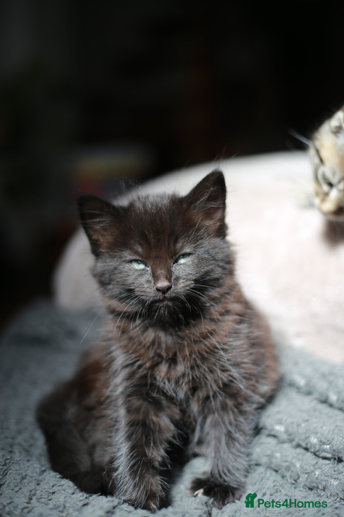 Mixed Breed cats ADORABLE KITTENS - Advert 1