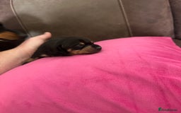 Miniature Dachshund dogs for sale:  Black and Tan miniature dachshunds - Image 2