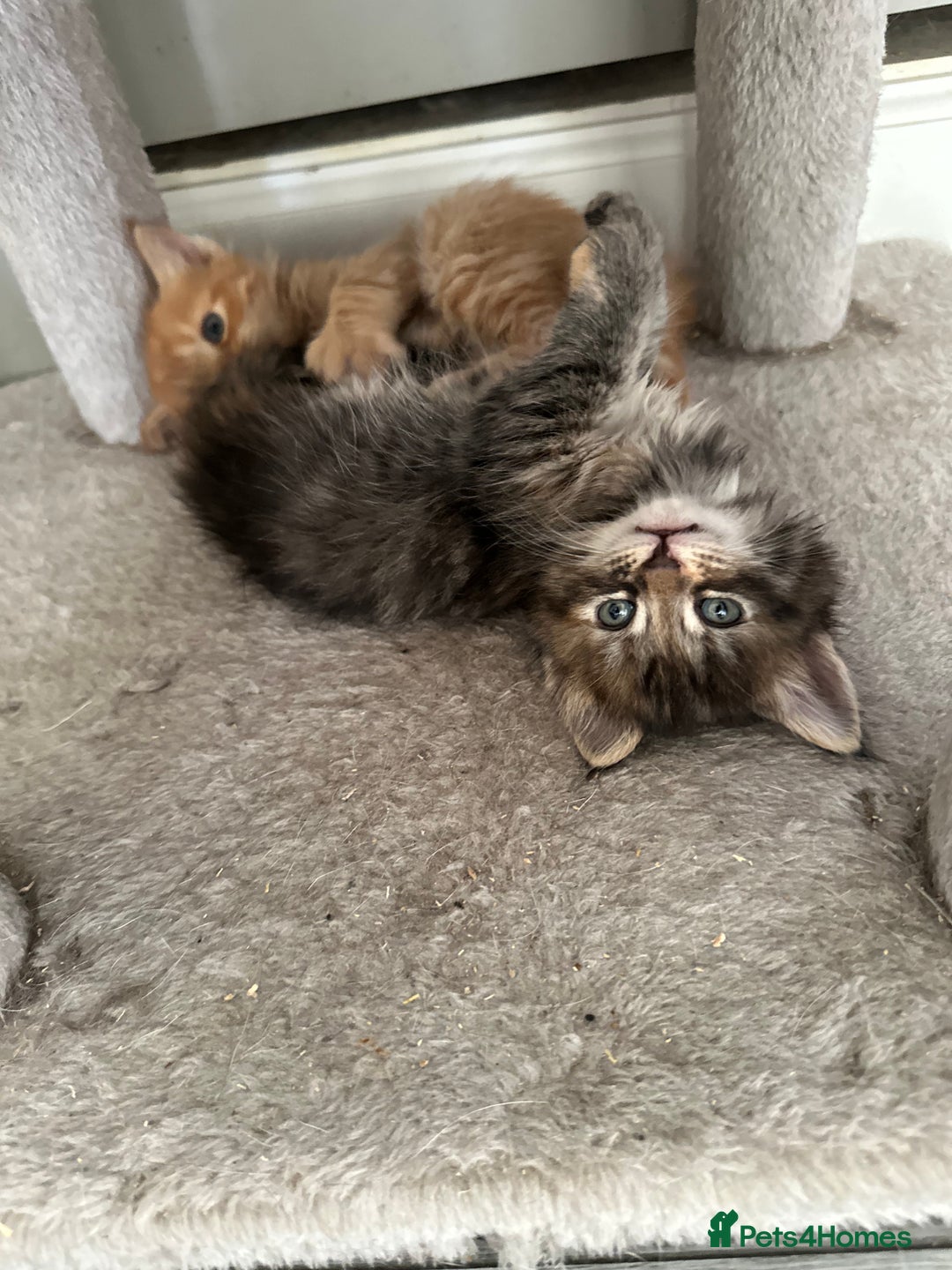 Maine Coon cats for sale: Maincoone kittens - Advert 7