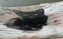 Mixed Breed cats for sale: 3 GORGEOUS kittens for sale  - Image 5