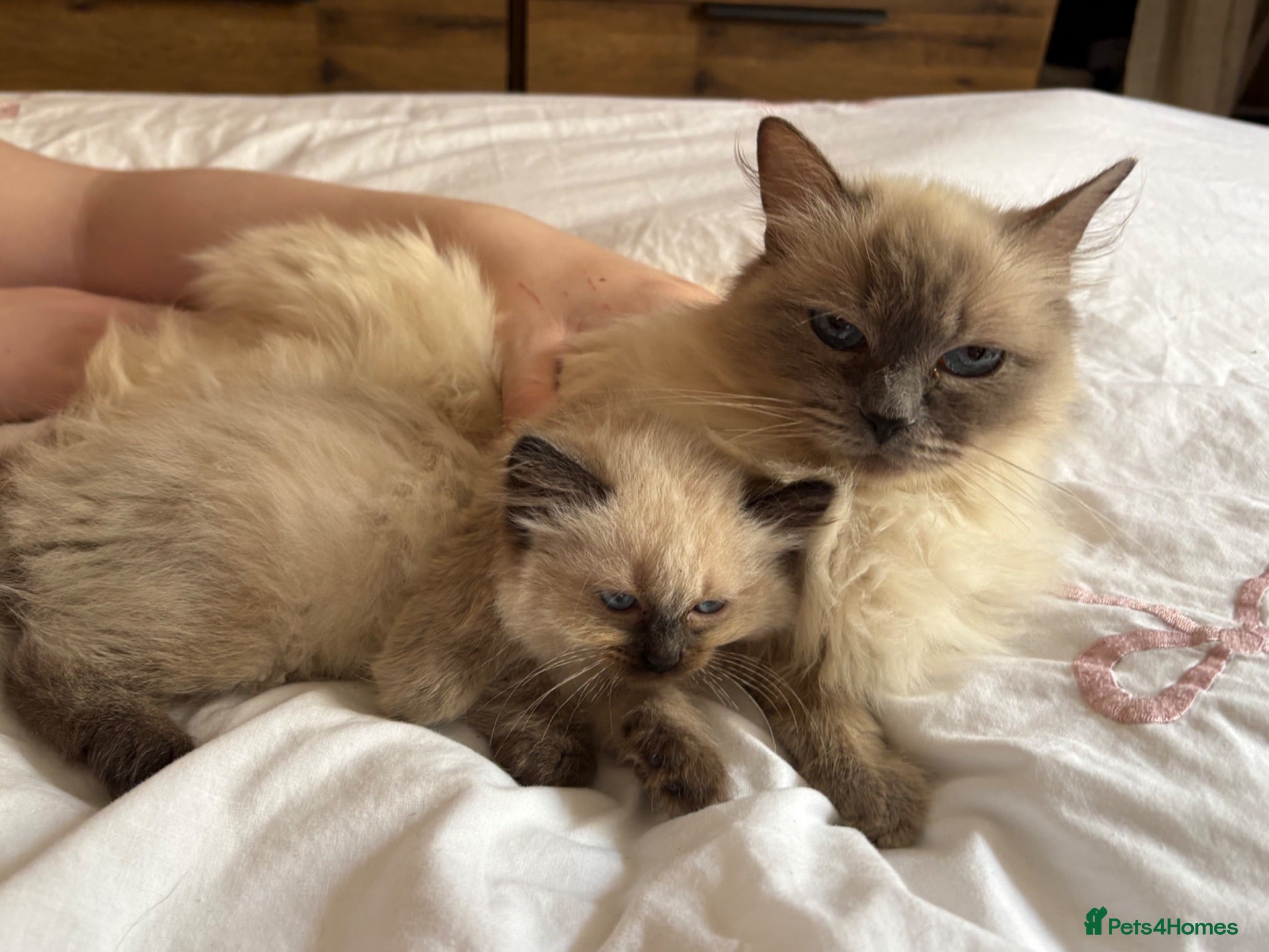 Ragdoll cats Ragdoll for sale Female  - Advert 11