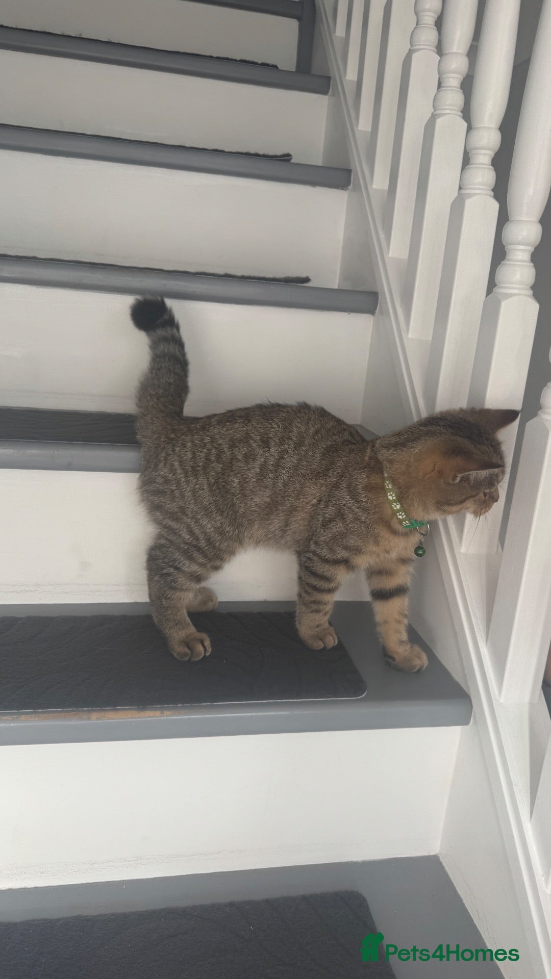 Scottish Fold cats for sale: Playful and fast  - Advert 1
