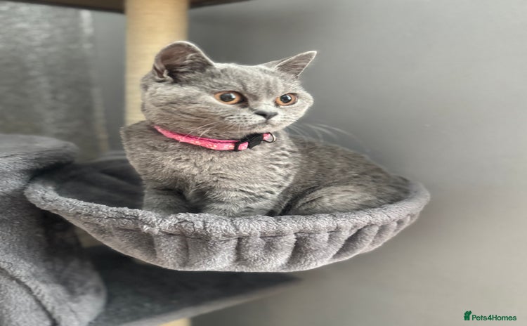 British Shorthair cats - Advert 11