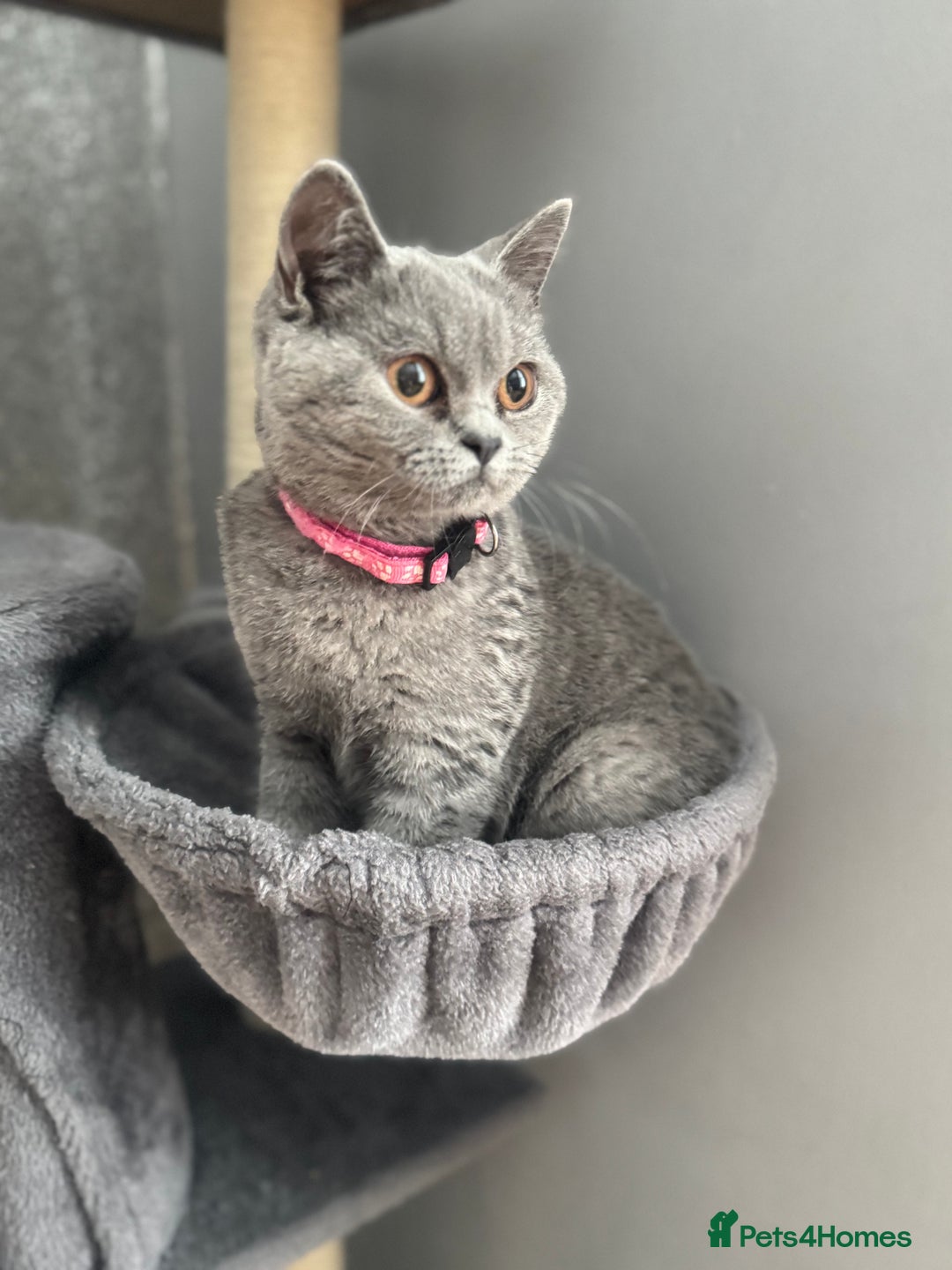 British Shorthair cats for sale: British shorthair kitten GCCF registered Last girl - Image 1